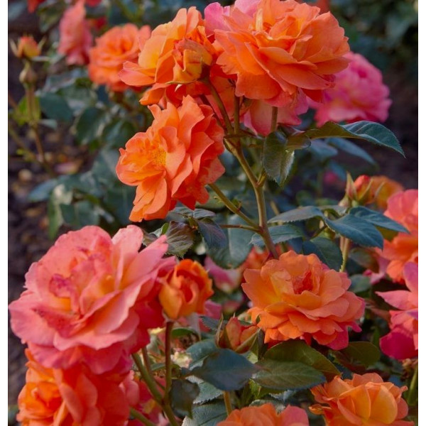 MORNING SUN®  MORNING SUN®